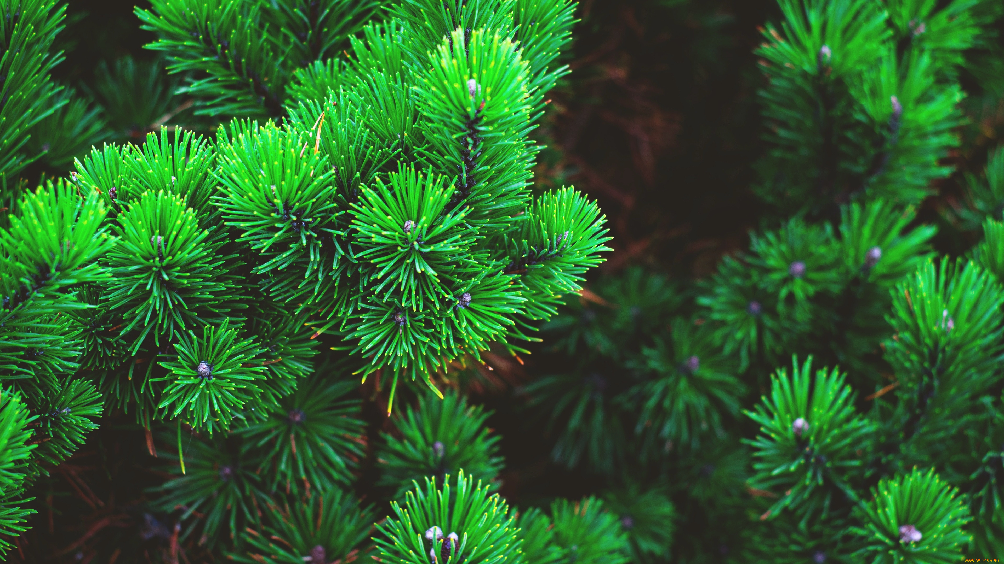 , , , , , , wallpaper, , nature, , , , , fir, , , , 